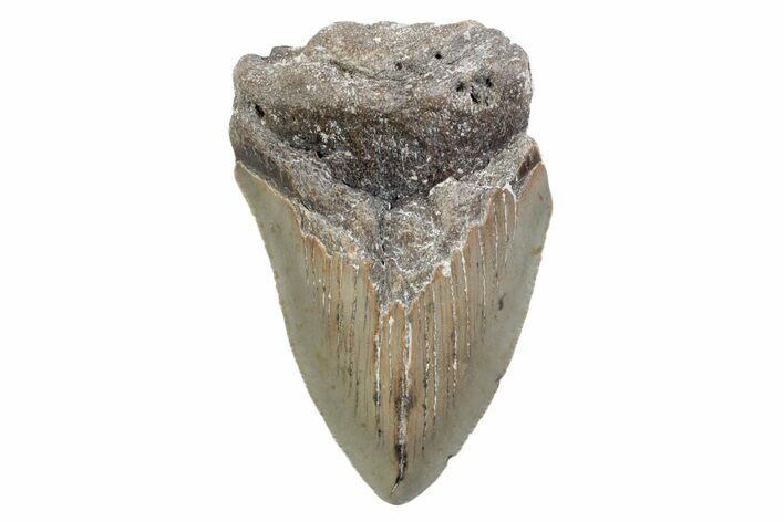 Partial, Fossil Megalodon Tooth - Serrated Blade #370225